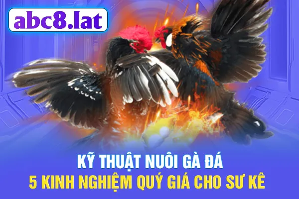 Kỹ Thuật Nuôi Gà Đá: 5 Kinh Nghiệm Quý Giá Cho Sư Kê