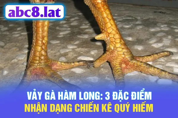 Vảy Gà Hàm Long: 3 Đặc Điểm Nhận Dạng Chiến Kê Quý Hiếm