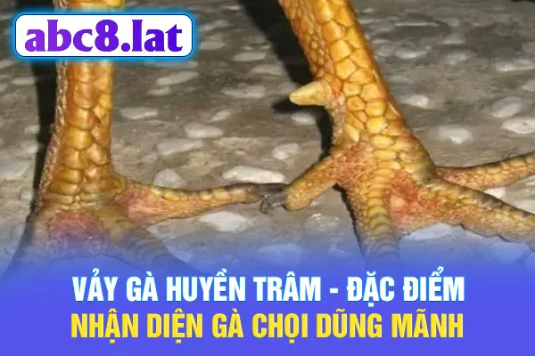 Vảy Gà Huyền Trâm - Đặc Điểm Nhận Diện Gà Chọi Dũng Mãnh