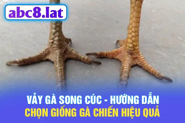 Vảy Gà Song Cúc - Hướng Dẫn Chọn Giống Gà Chiến Hiệu Quả